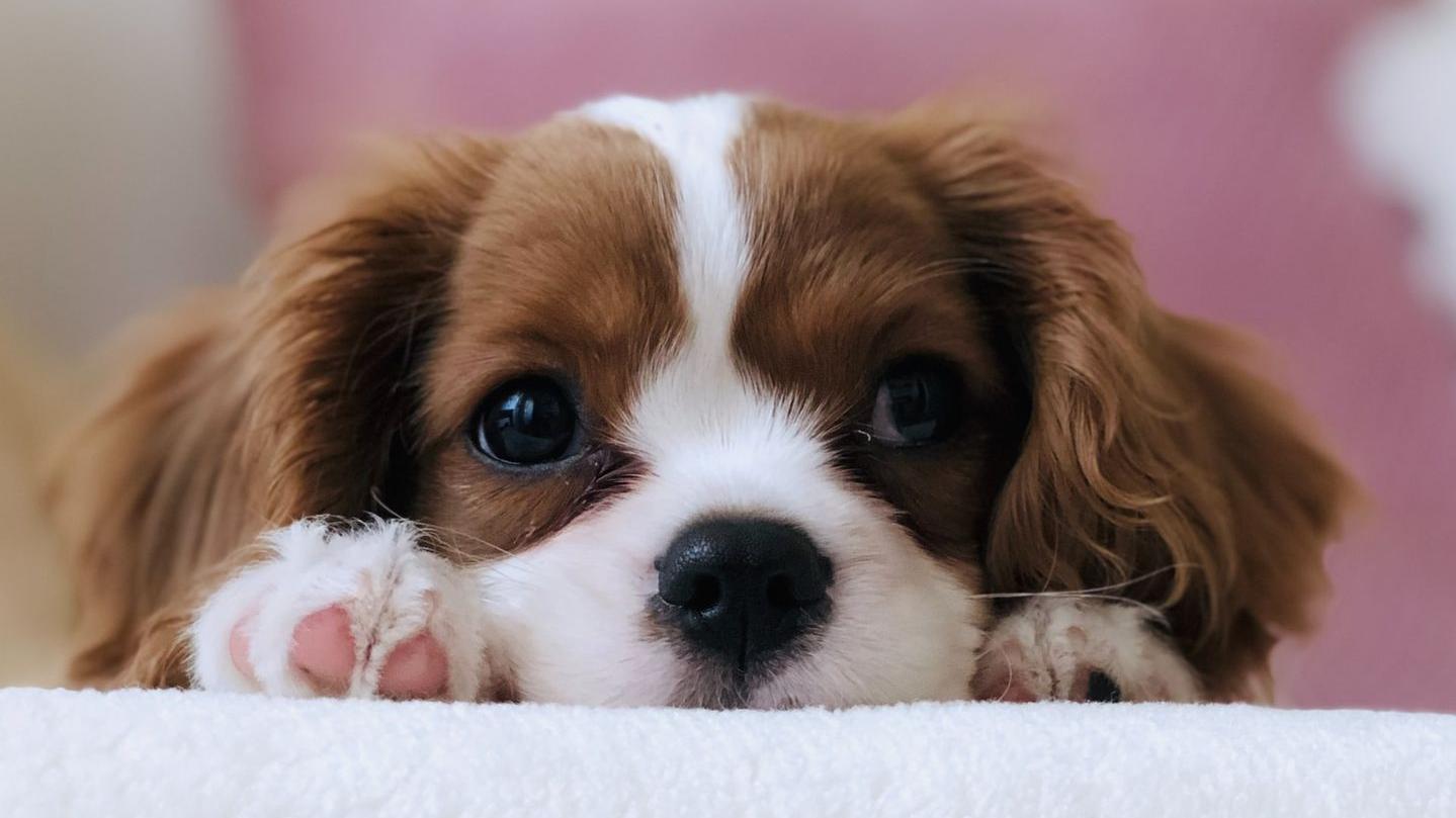 Prebiotics and probiotics for dogs – Gut flora supplements