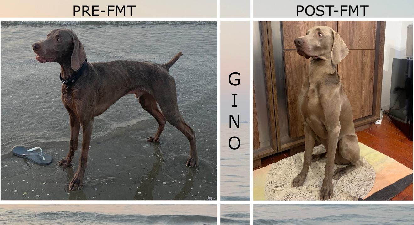 Gino dopo l'FMT